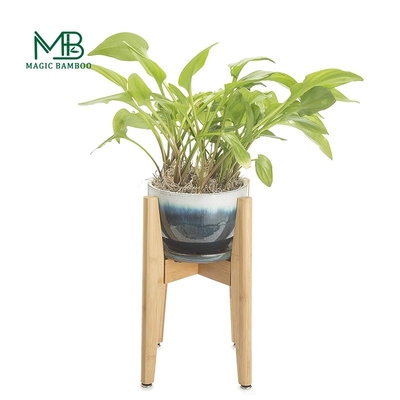 Bamboo natural para espacios de vida modernos con maceta cerámica de plantación pequeña